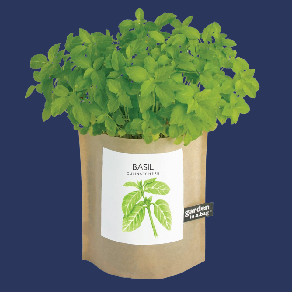 Potting Shed Creations, Ltd. Garden in a Bag, Basil